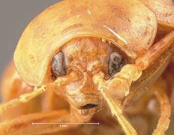 Media type: image; Entomology 17532   Aspect: head frontal view